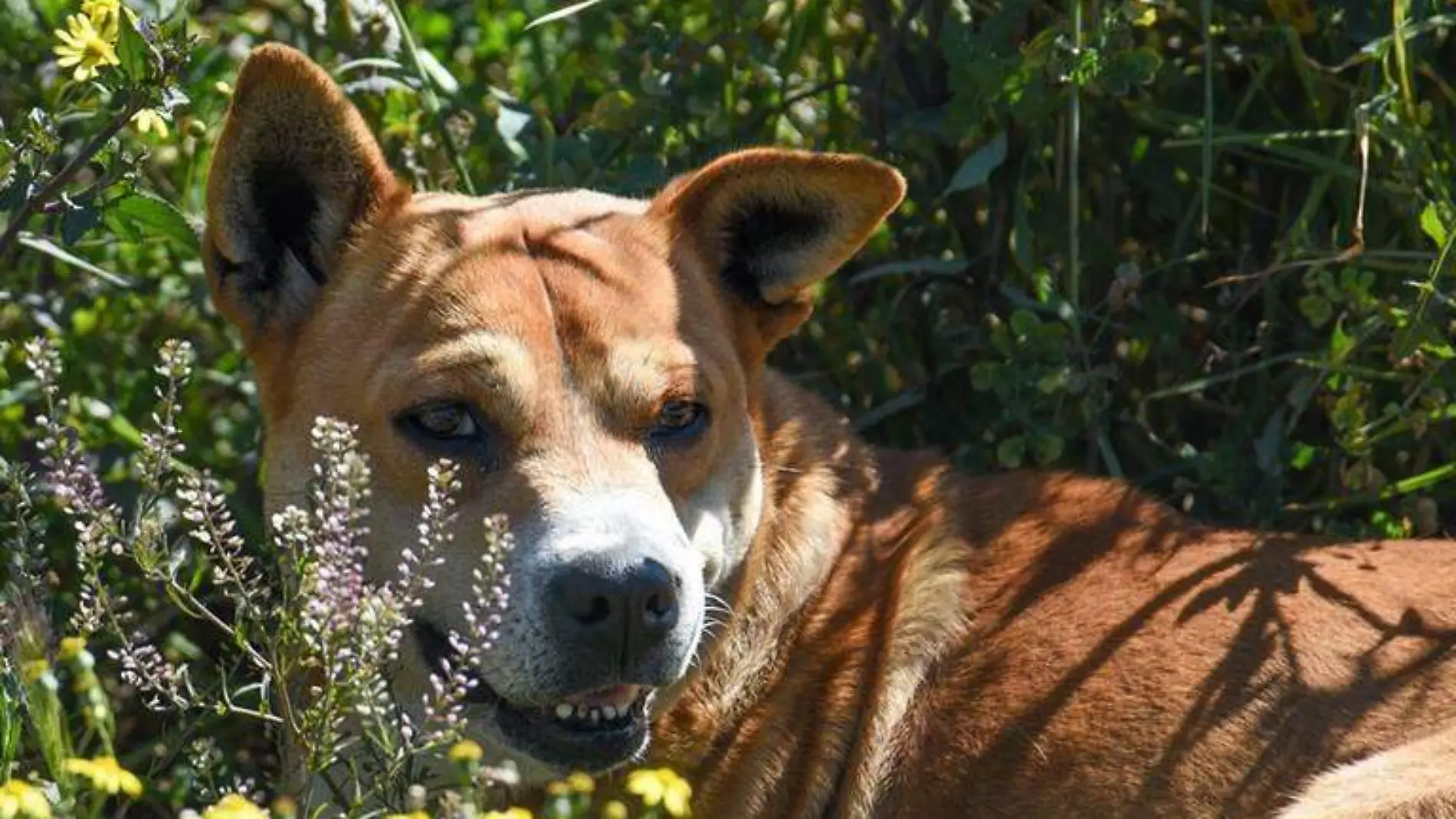 En el pasado los perros se limitaban a permanecer en los patios y si acaso a jugar con los más pequeños de la casa